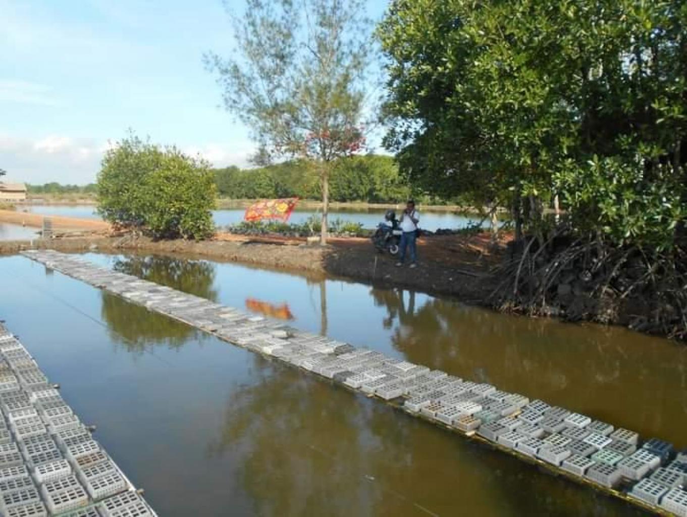 Pengembangbiakan Kepiting Soka
