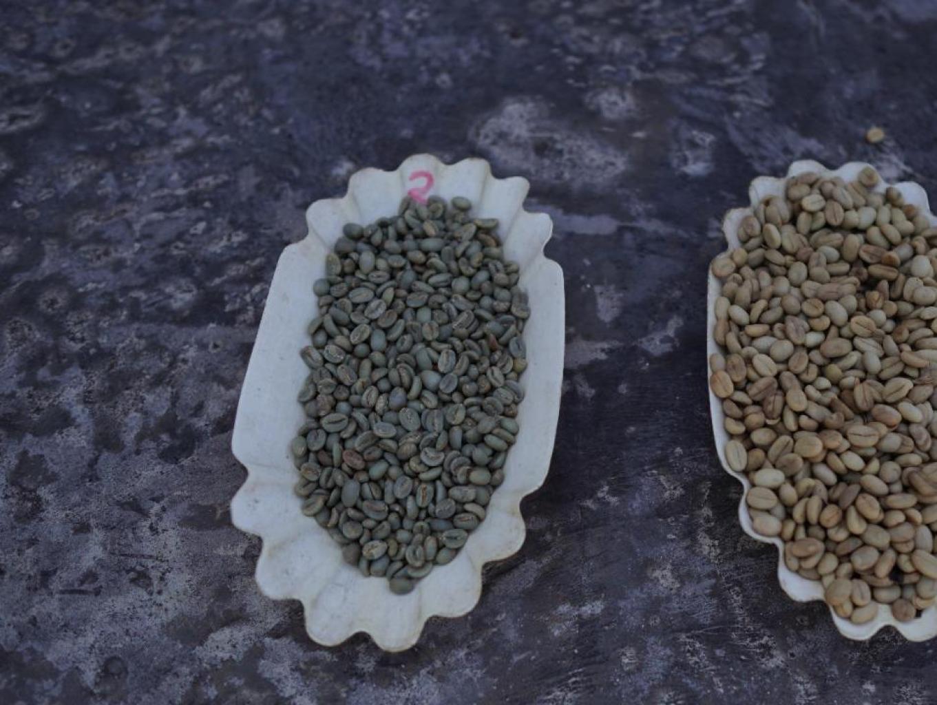 Kopi Biji Arabika Sebelum Disangrai