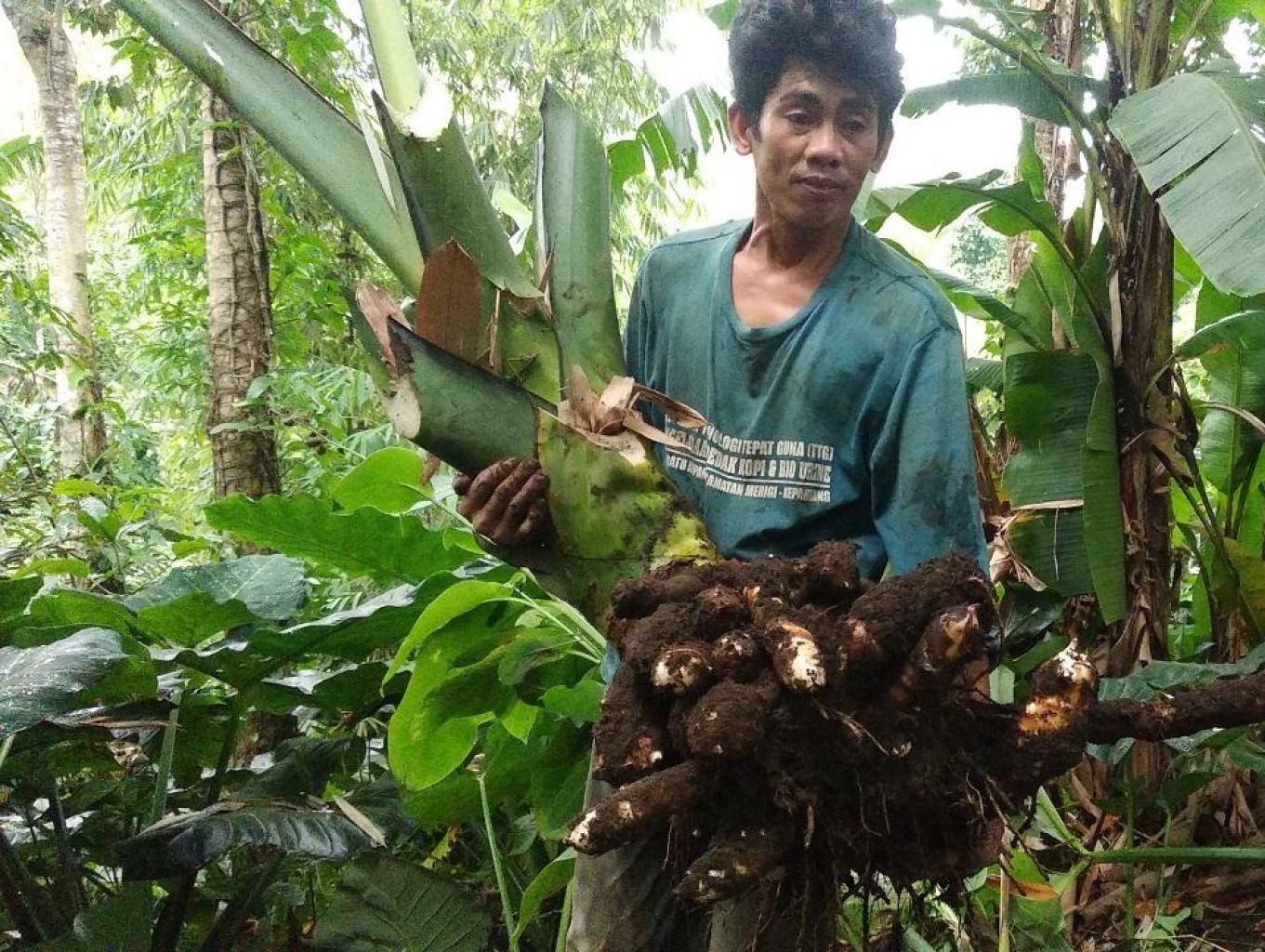 Panen Talas Dan Mengelolah Menjadi Makanan Ala Desa
