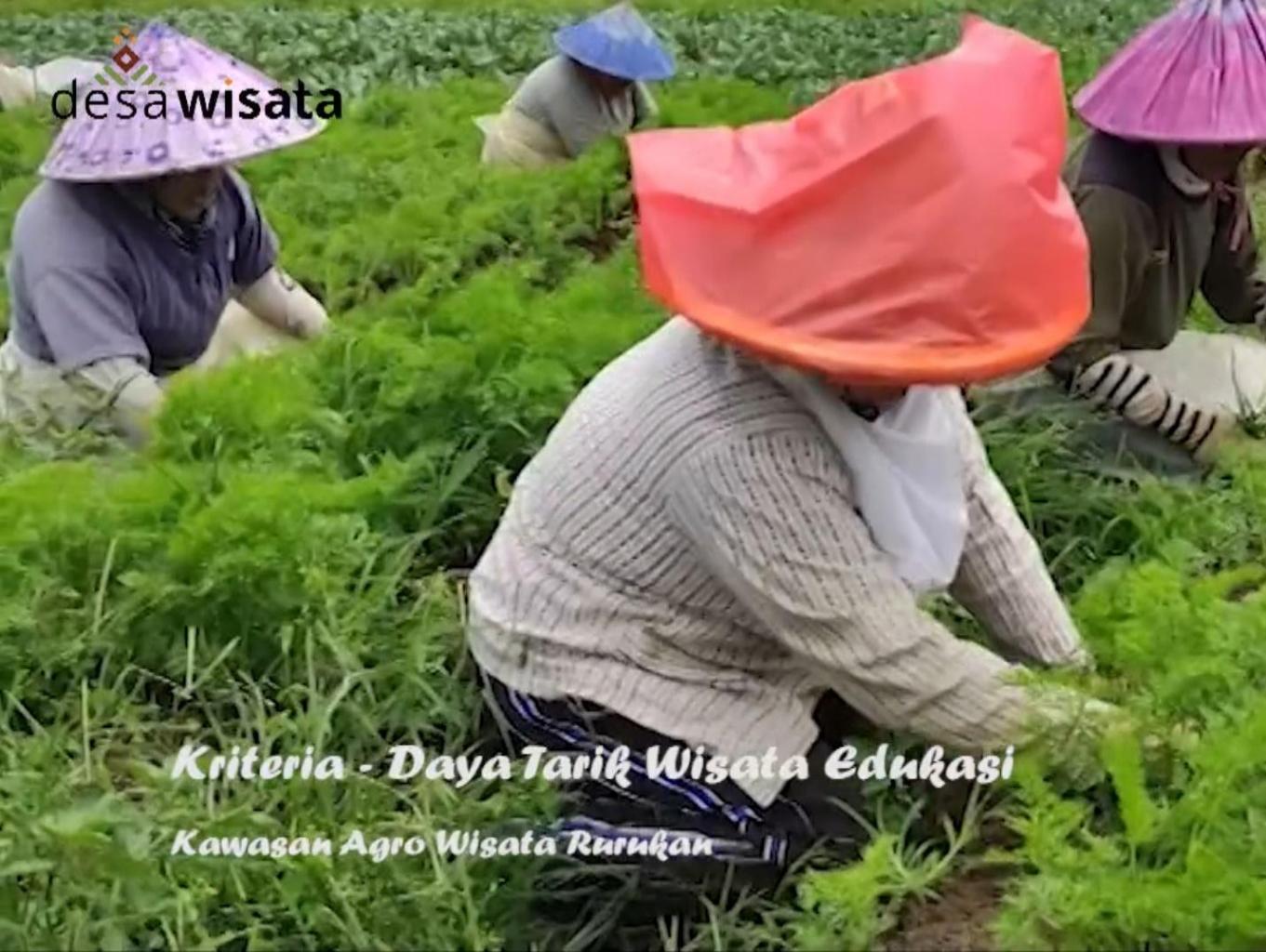 Agro Wisata Kampung Rurukan