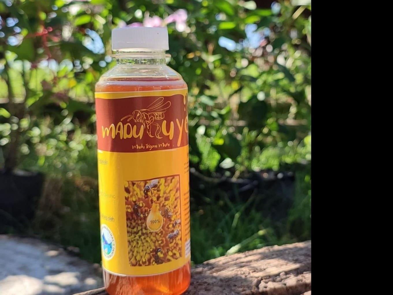 Madu Trigona Uye