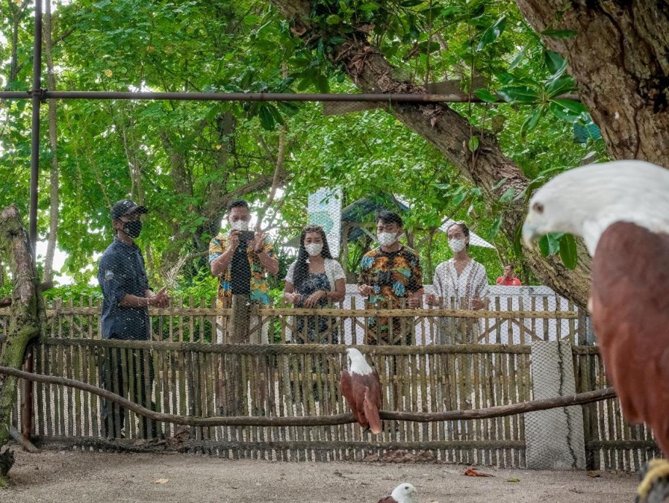 Konservasi Elang Bondol
