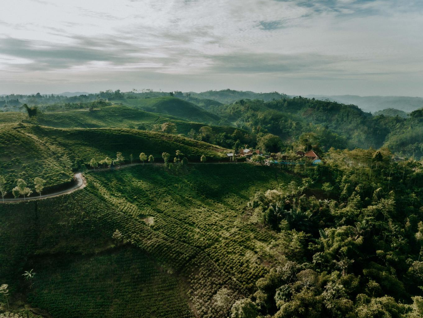 Atraksi Spot Foto Selfie Perkebunan Teh