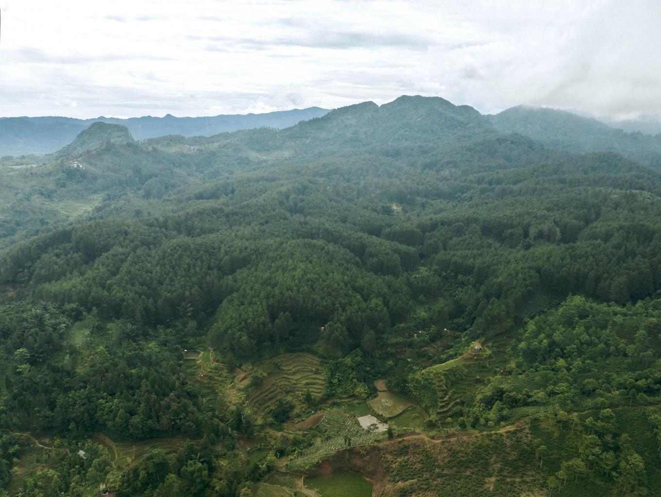 Atraksi Spot Foto Hutan Pinus