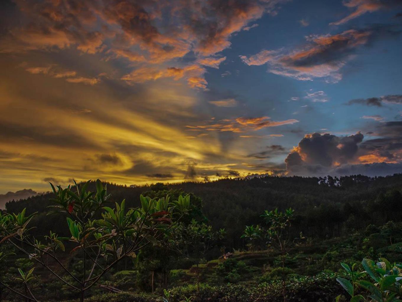 Atraksi Spot Foto Hutan Pinus