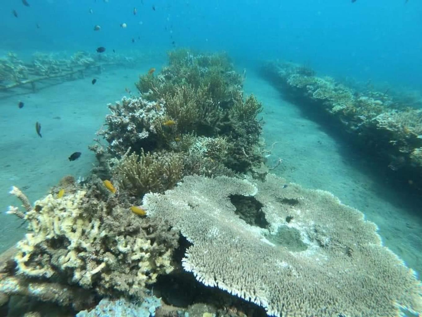 Snorkeling