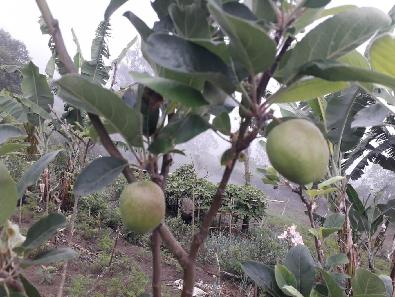 Agrowisata Apel