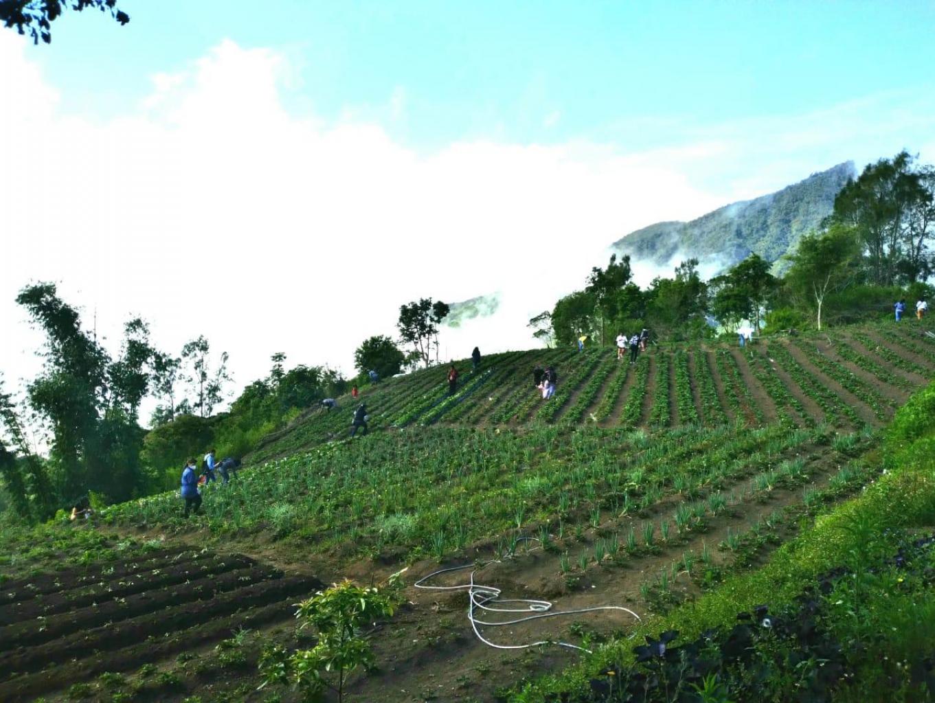 Agrowisata Stawberry