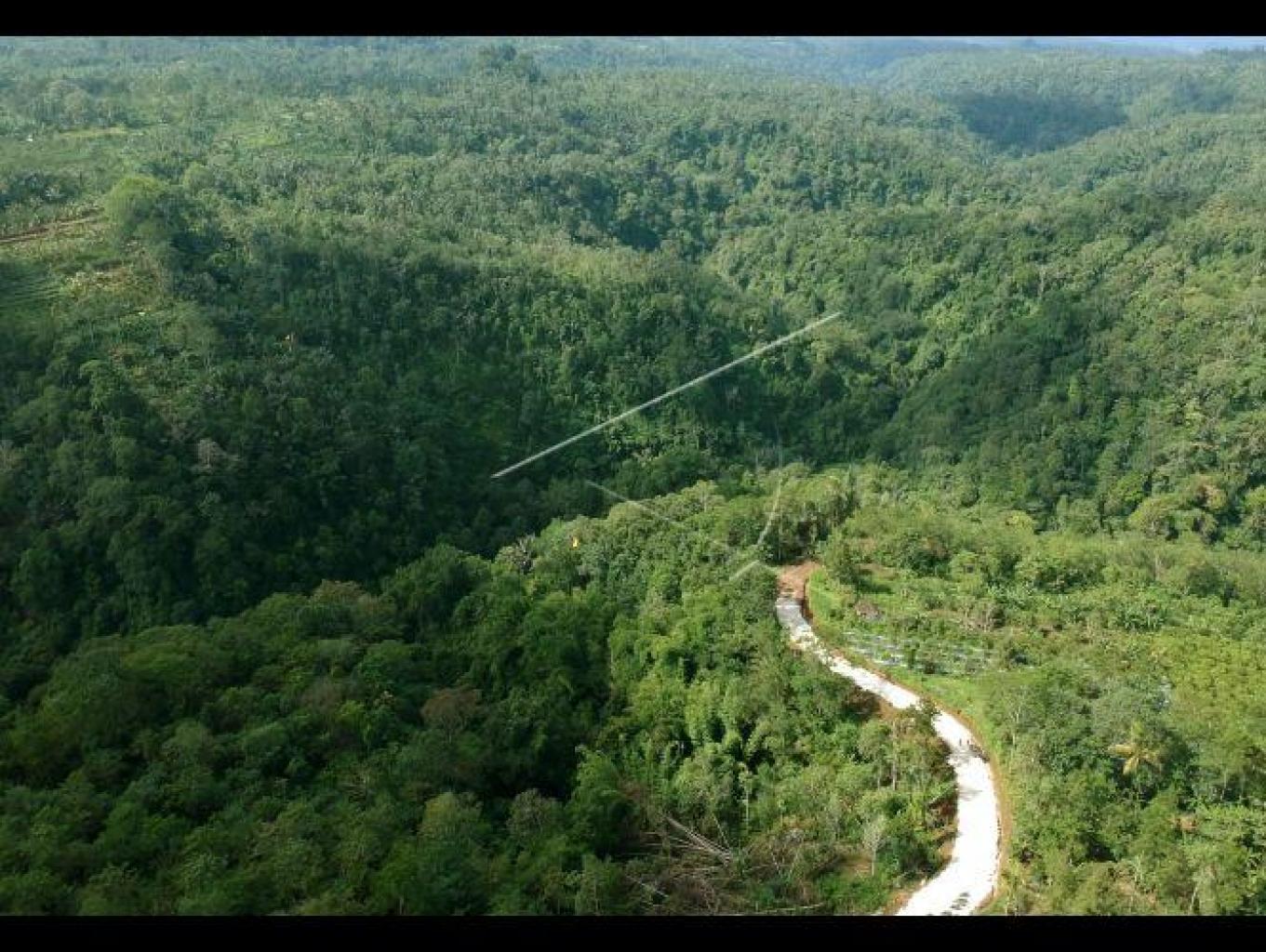 Forest Tracking