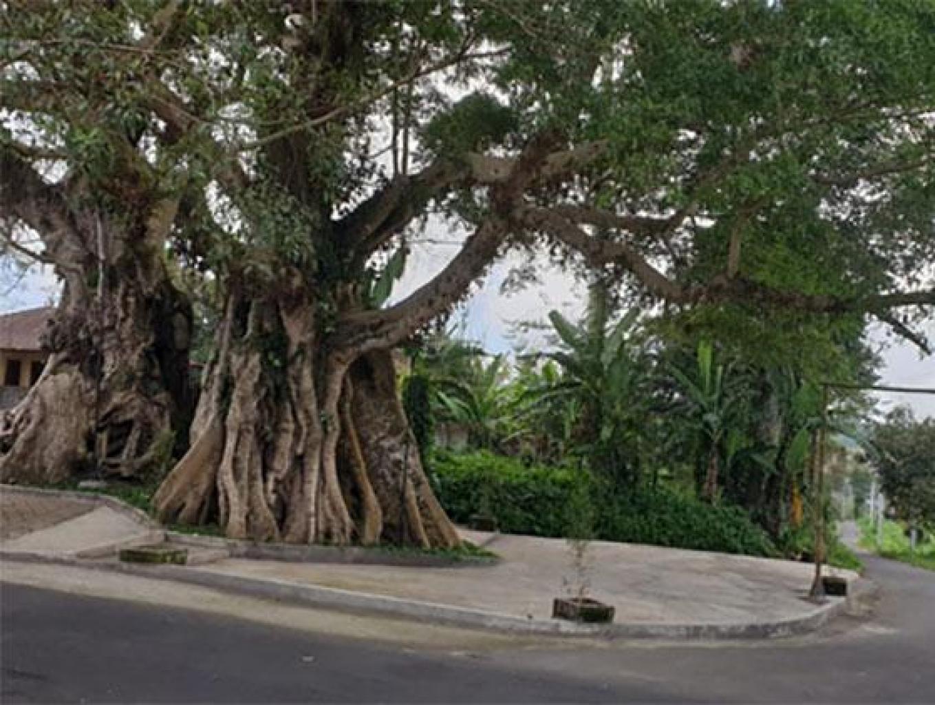 Pohon Tua Ao