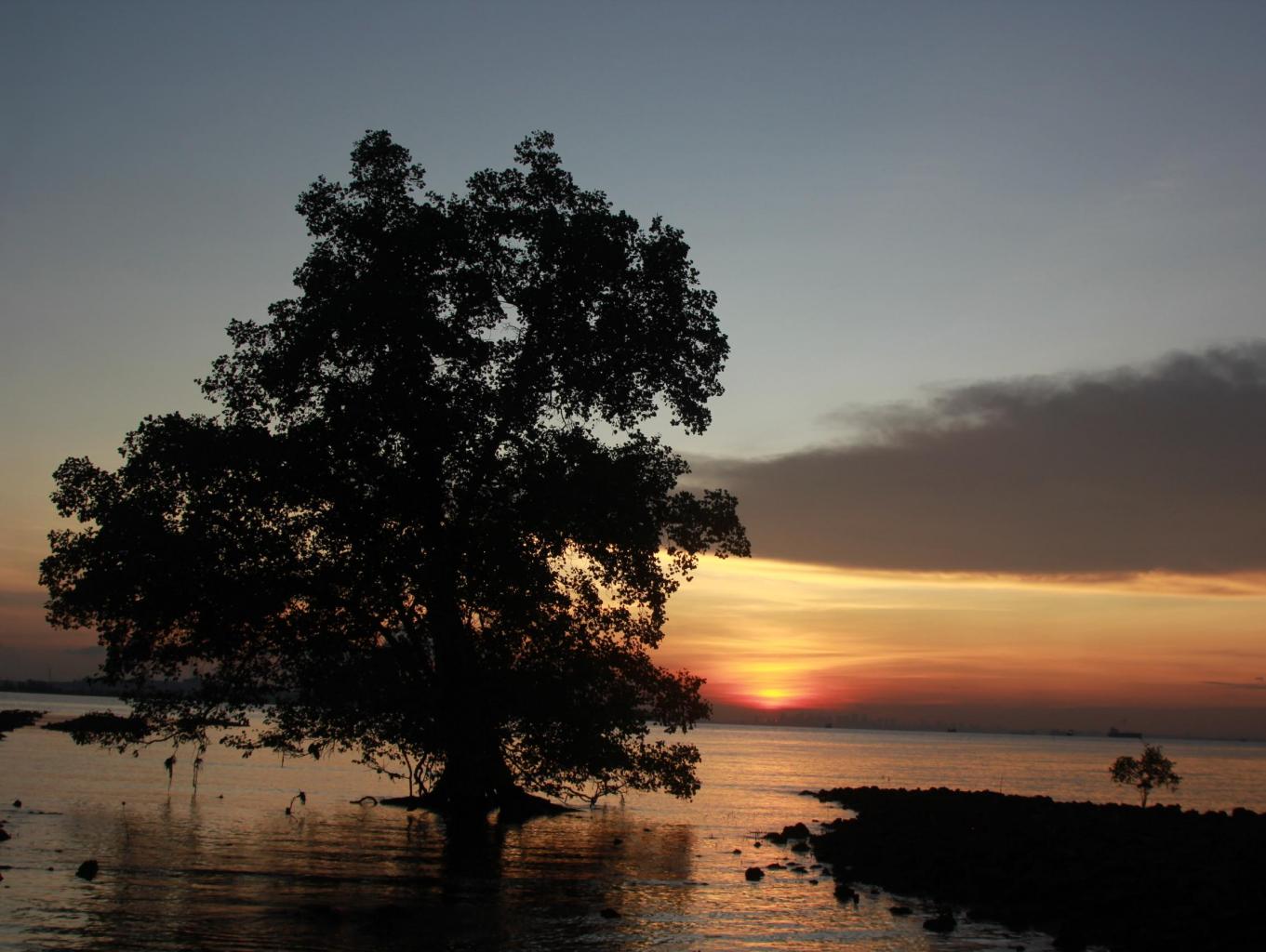 View Pemandangan Laut Dan Pesisir Pantai Hutan Mangrove