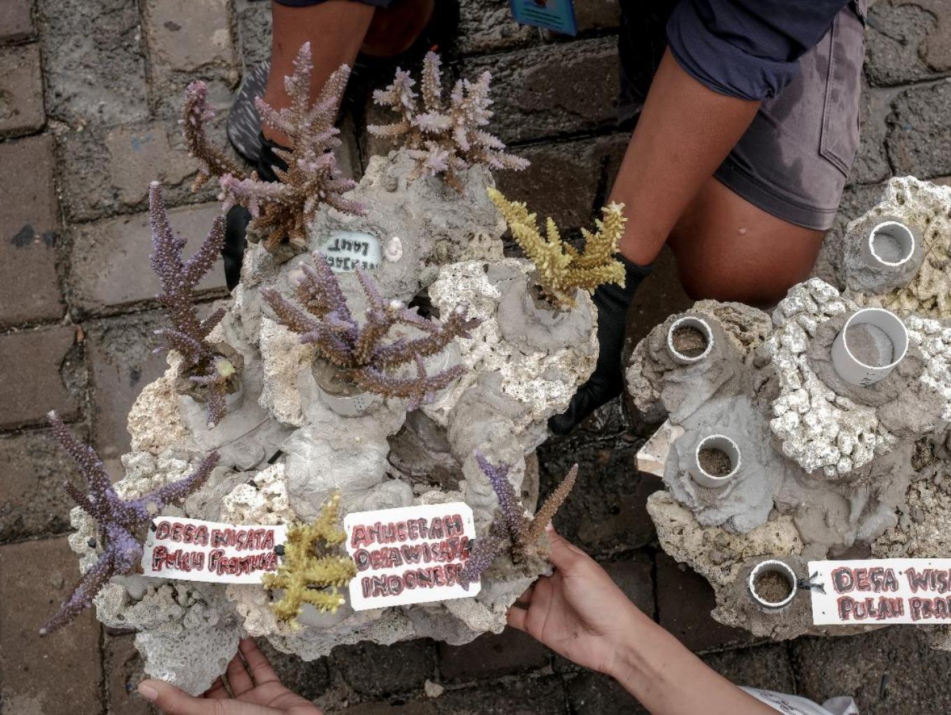 Tranplantasi Terjmbu Karang