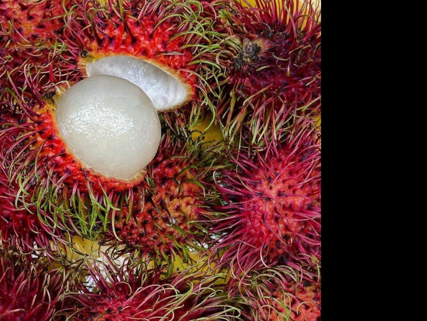 Rambutan Sudaji