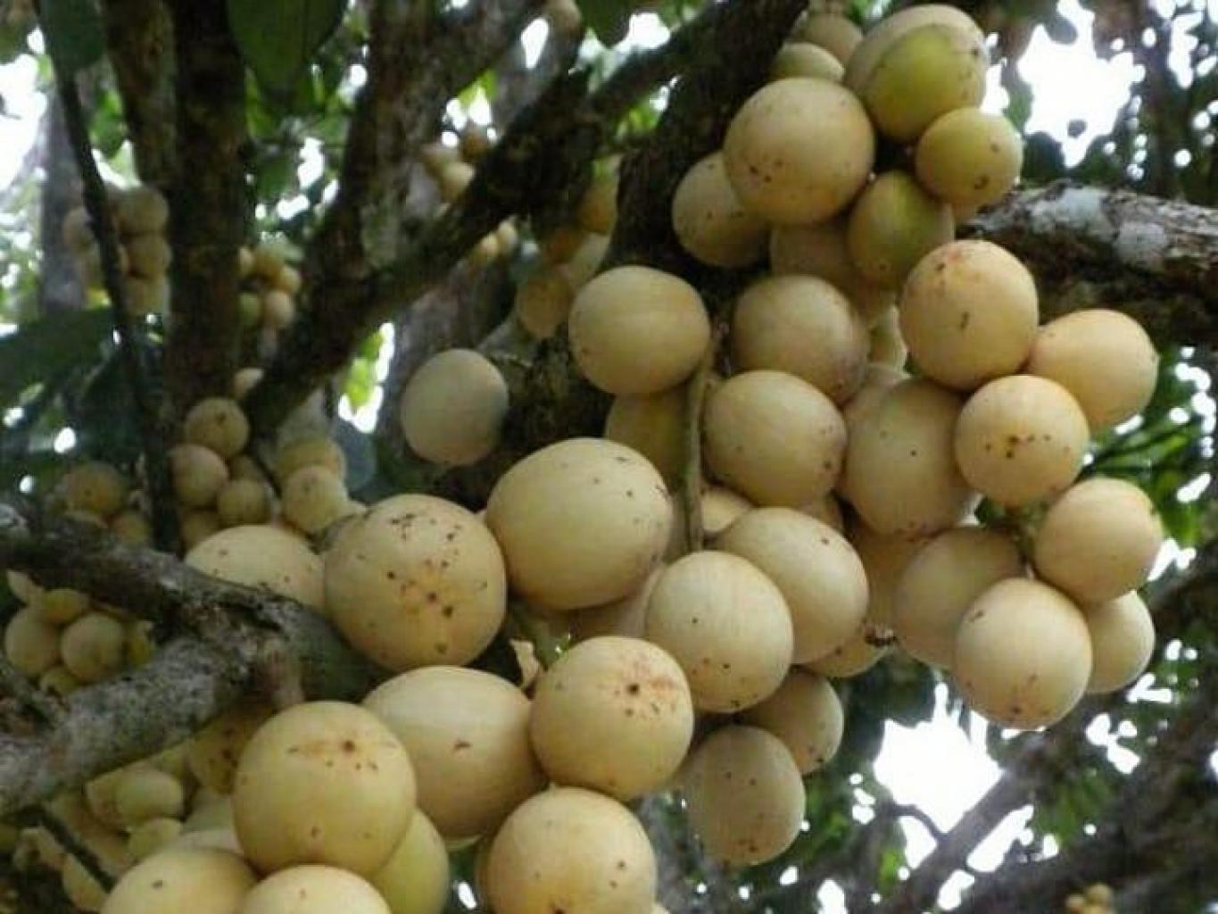 Duku