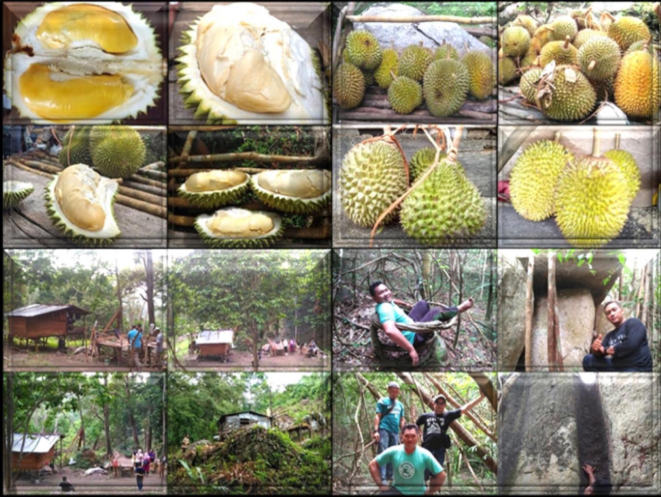 Agrowisata : Kelekak Duren Bukit Pakis & Bukit Limau Hantu