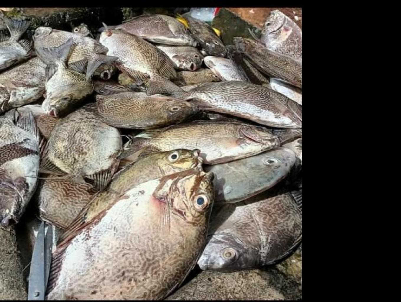 Ikan Baronang