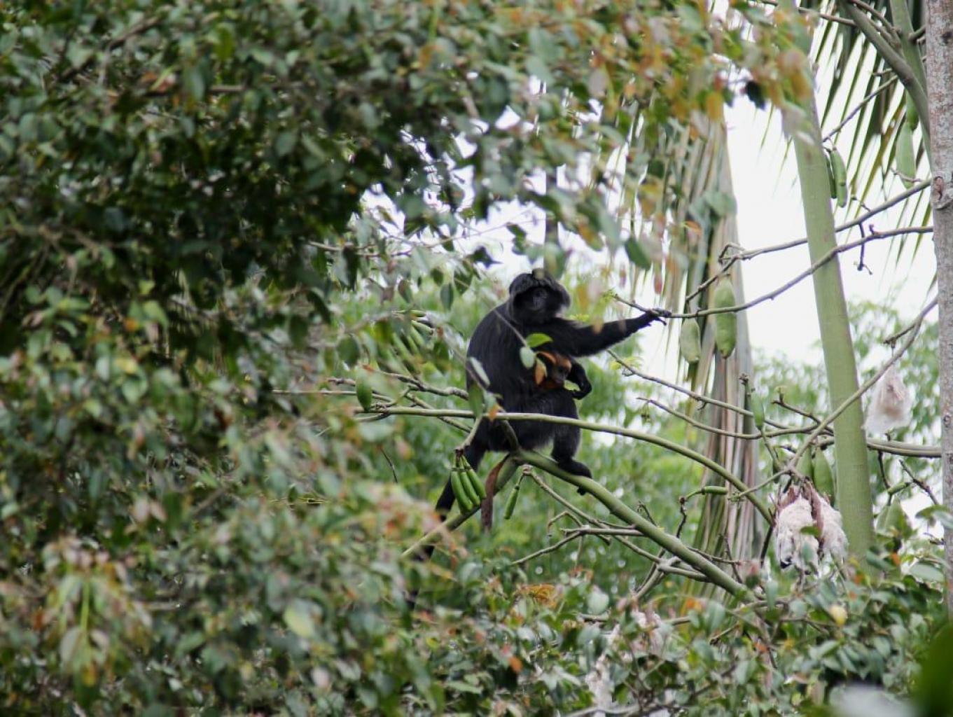 Lutung