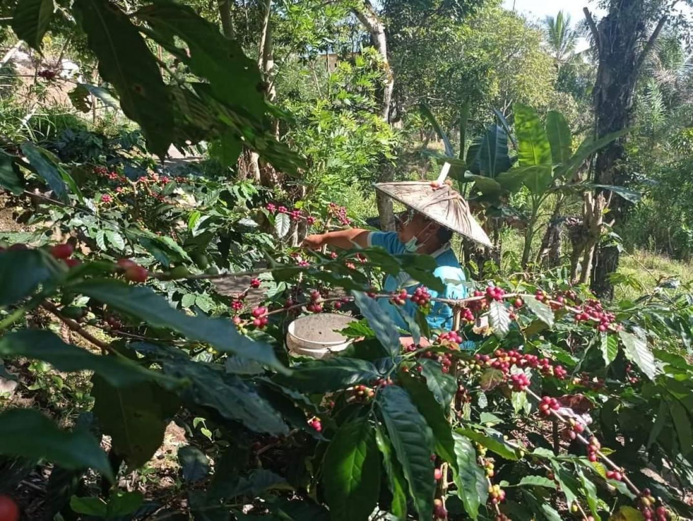 Panen Kopi