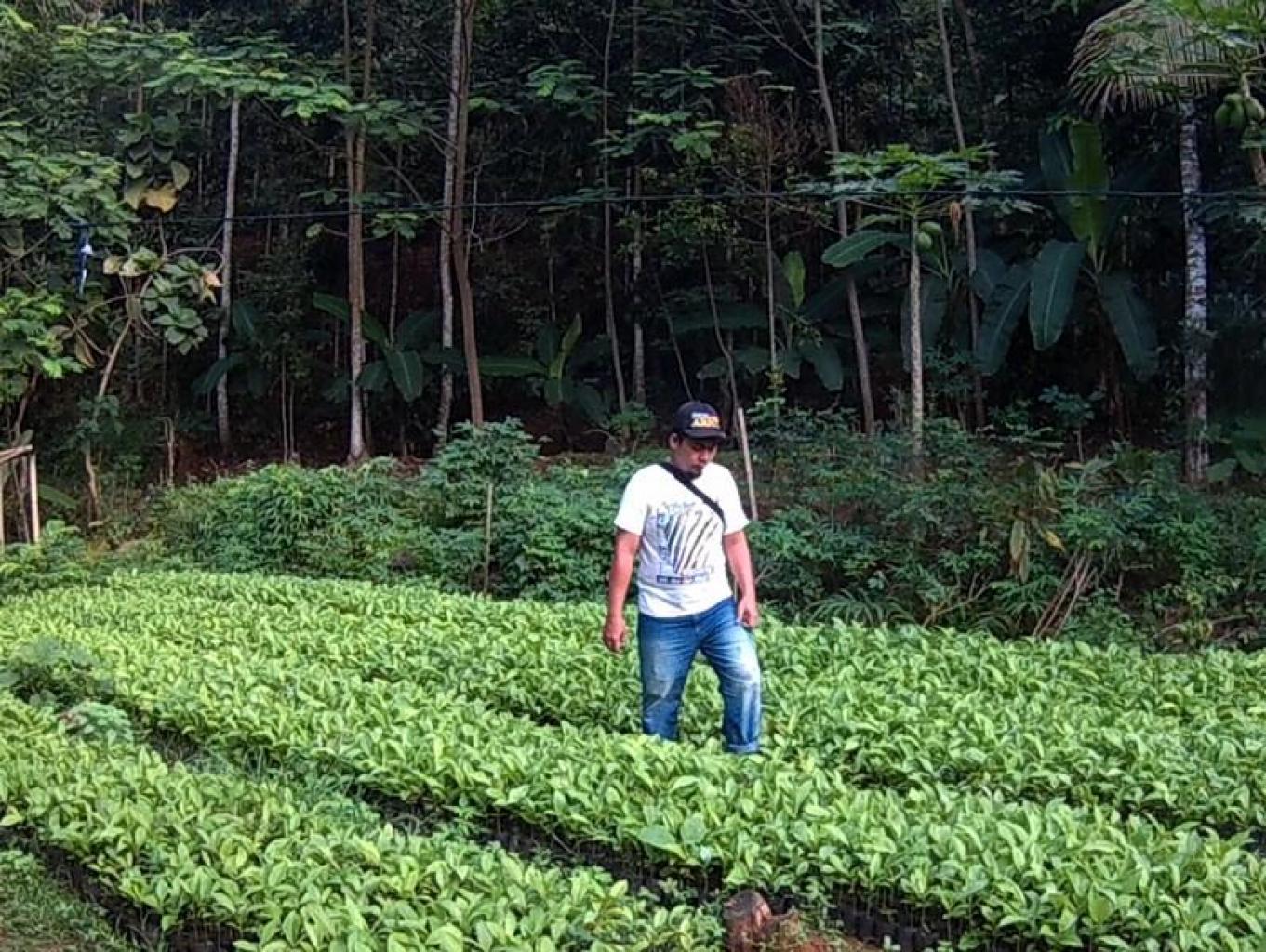 Argonomi  Pembibitan Kayu