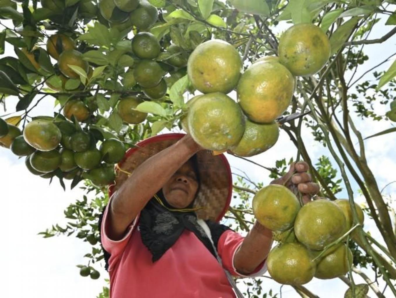 Agrowisata