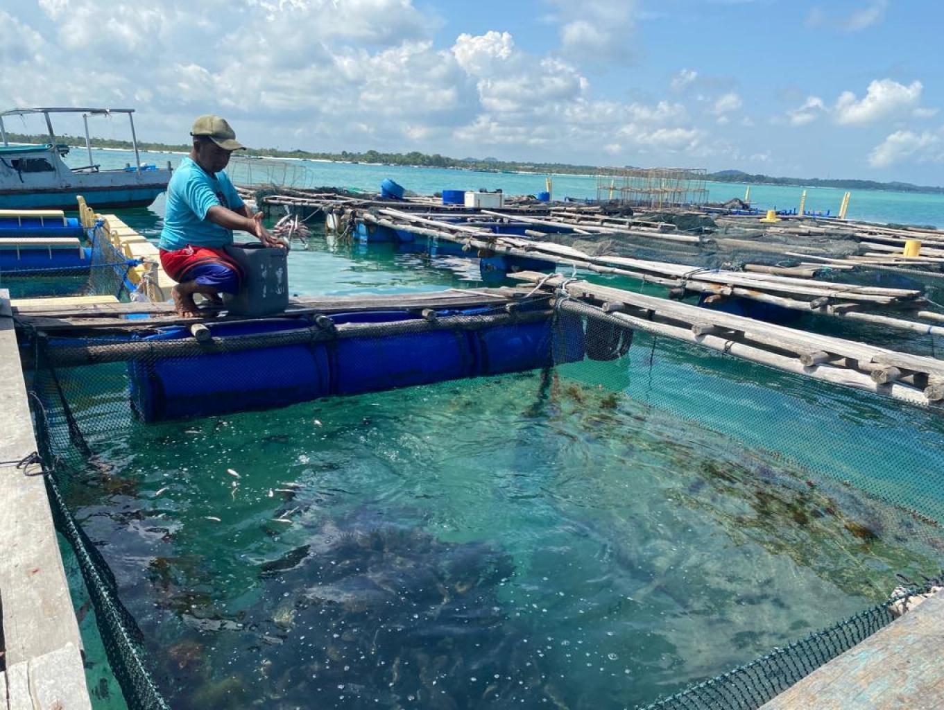 Mancing Dan Memberi Makan Ikan Kerapu Di Tempat Budidaya Ikan
