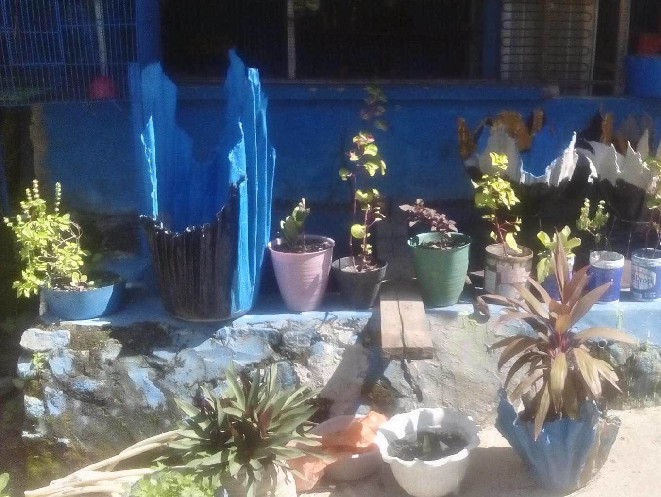 Pot Bunga