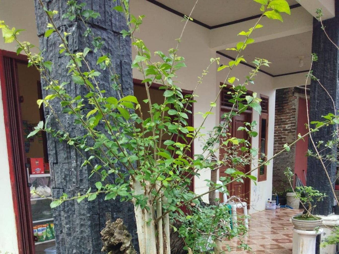 Wisata Lemboer Bonsai