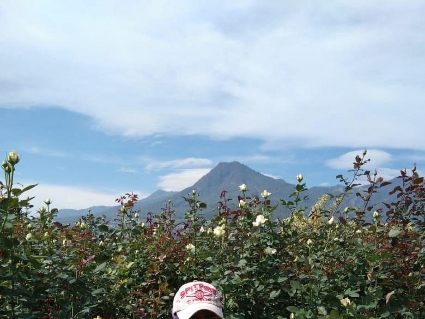 Petik Bunga Potong Mawar