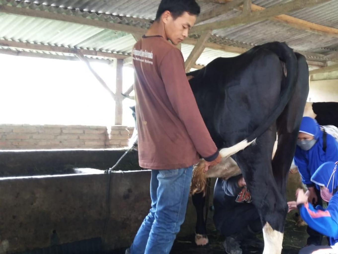 Wisata Edukasi Susu Sapi