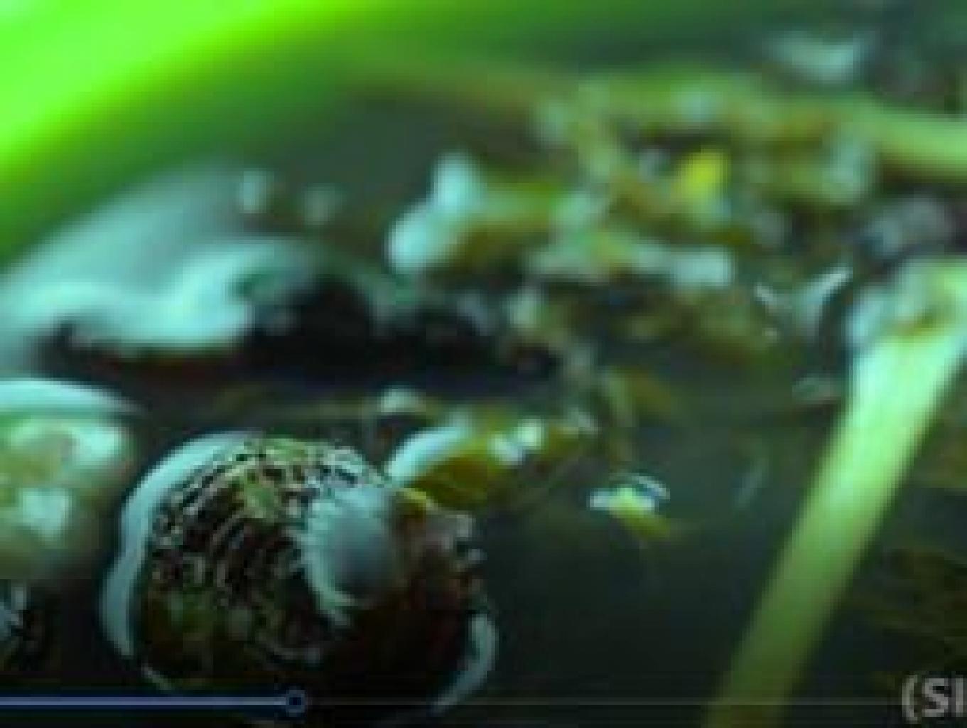SUSU/Siput Danau