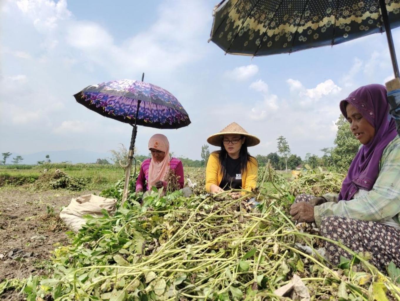 Tracking Sawah