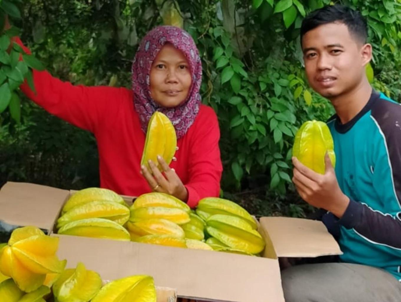 Unduh Belimbing