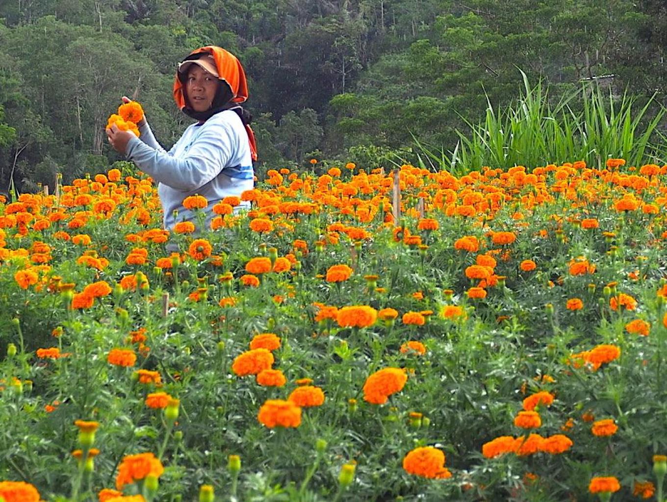 Trekking Jarak Menengah