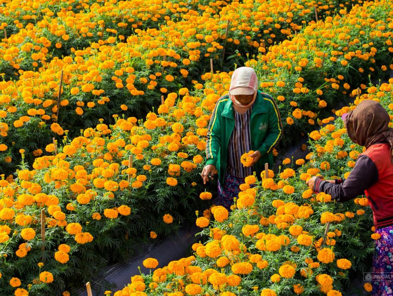 Marigold Farm
