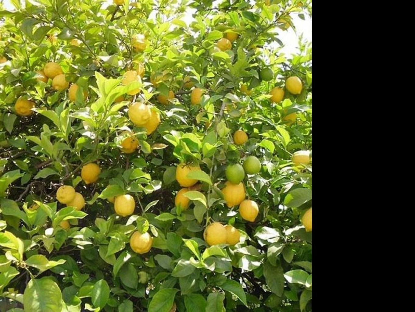 Lemon Farm