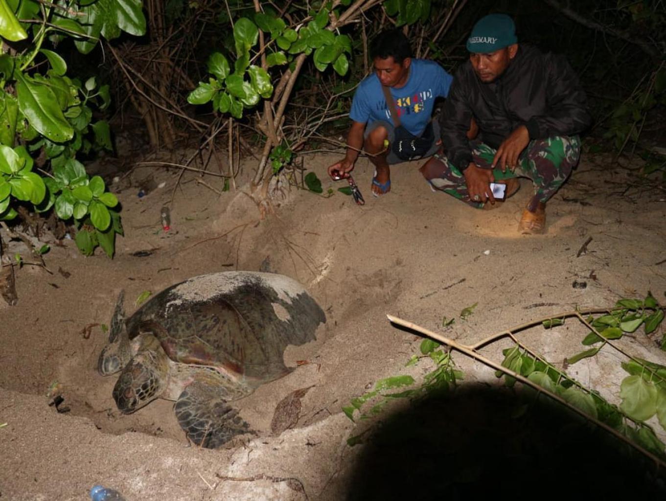 Wisata Malam Penyu Bertelur