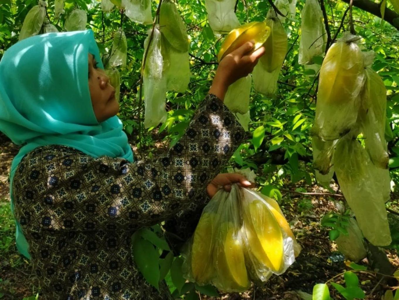 Agro Petik Belimbing