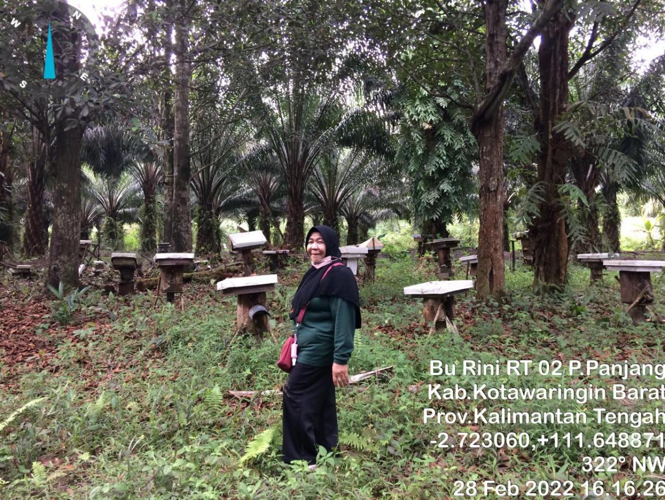 Madu Kelulut