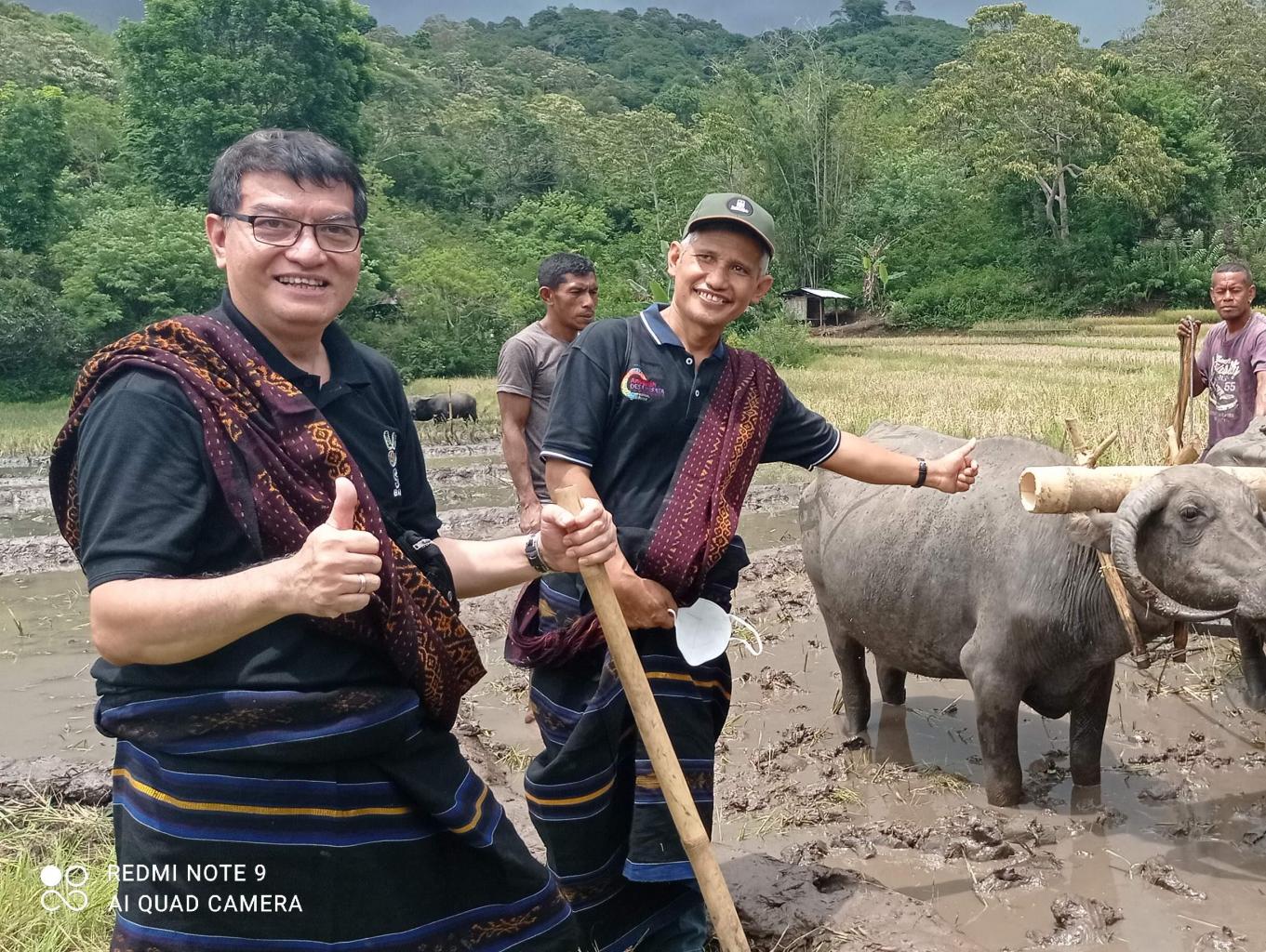 Mengolah Sawah Ala Tradisional