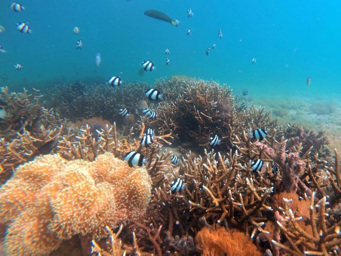 Snorkeling Dibatu Putih