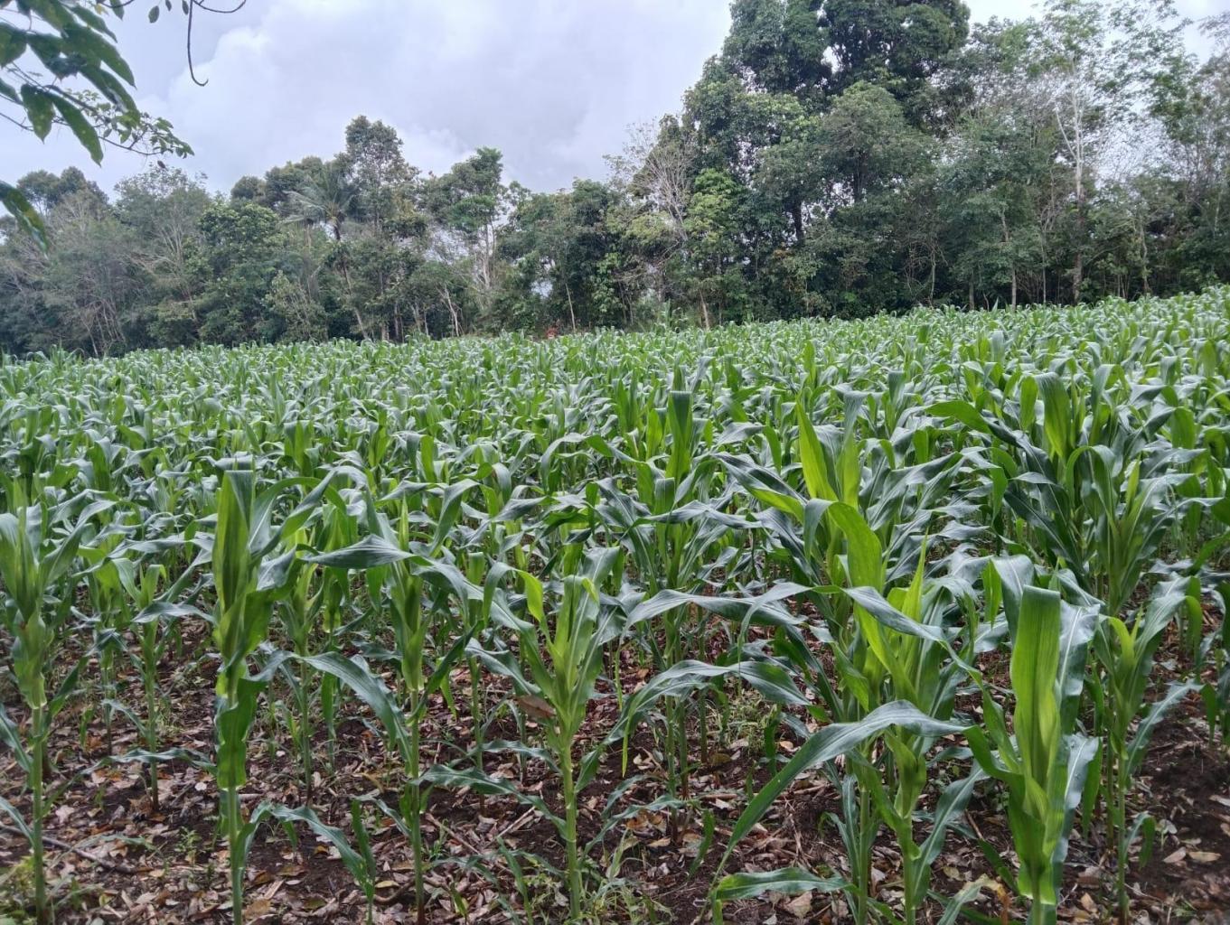 Agrowisata