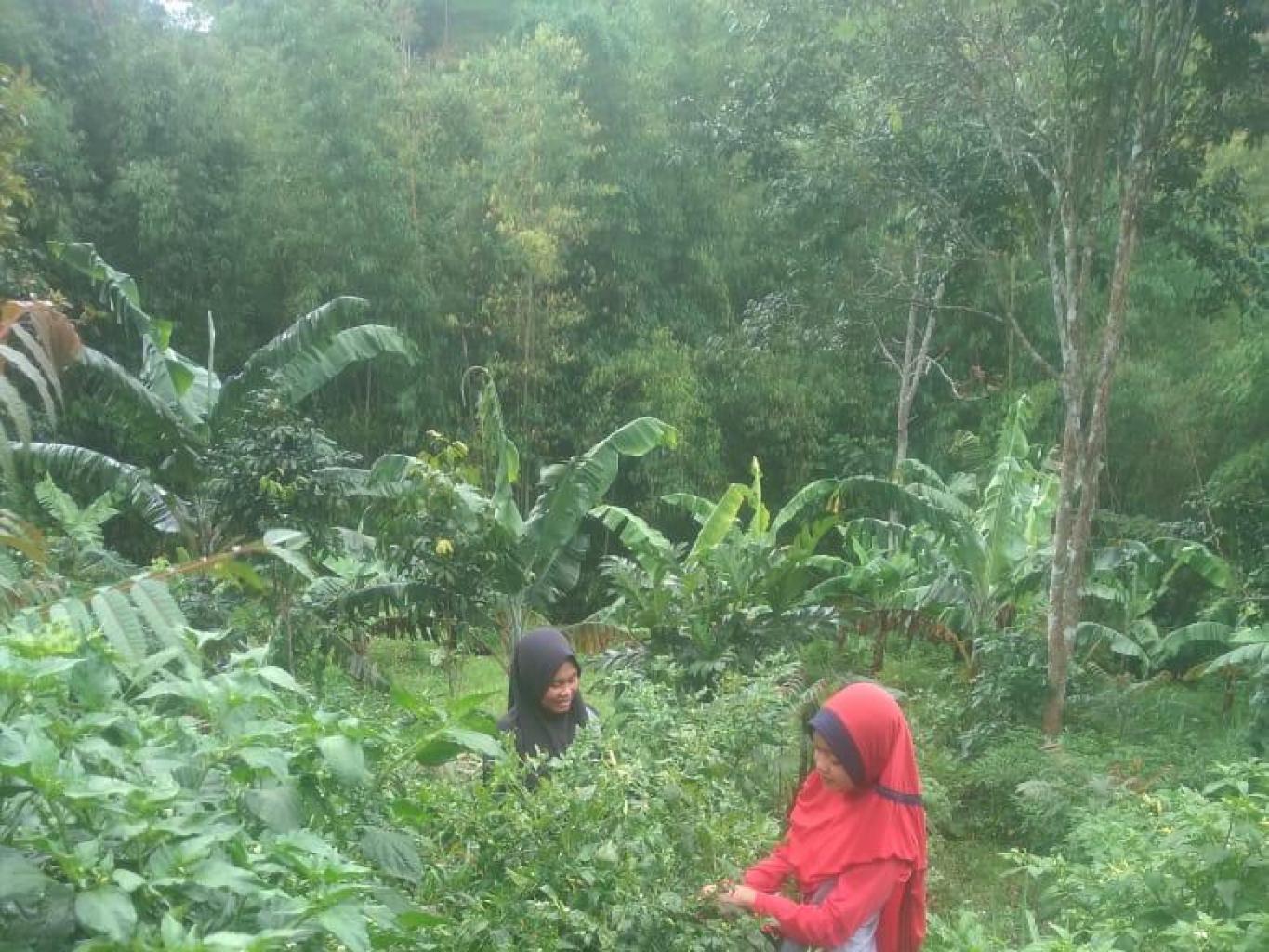 Wisata Kebun
