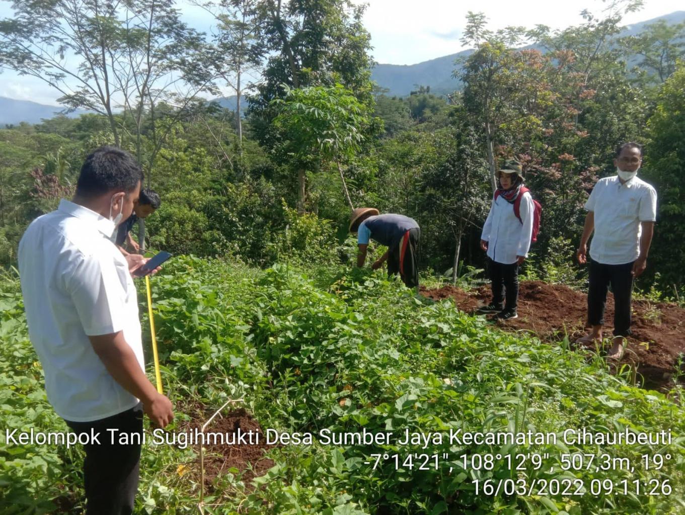 Agro Edukasi Ubi Caruy Organik