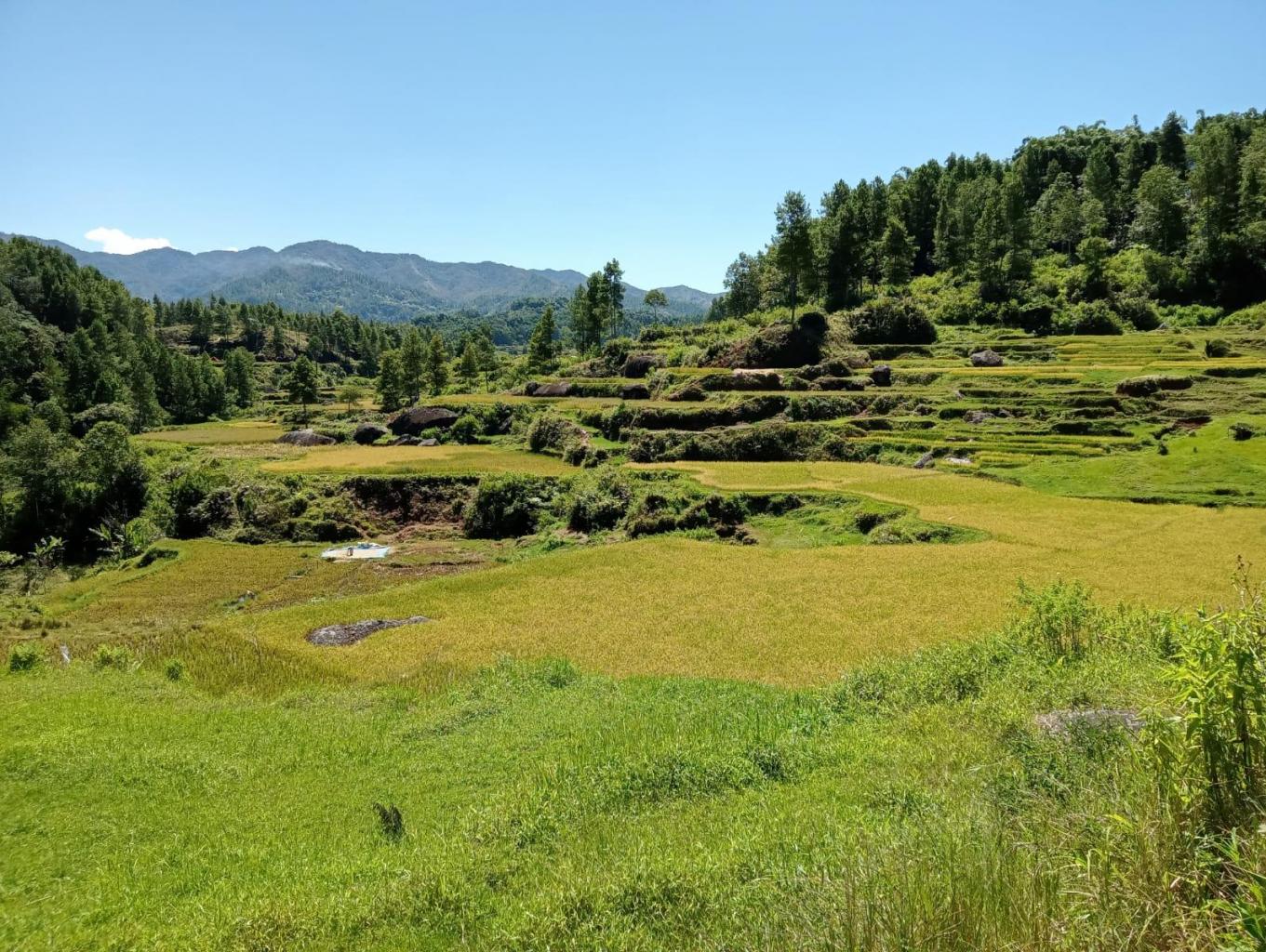Sawah Tempat Menanam Padi