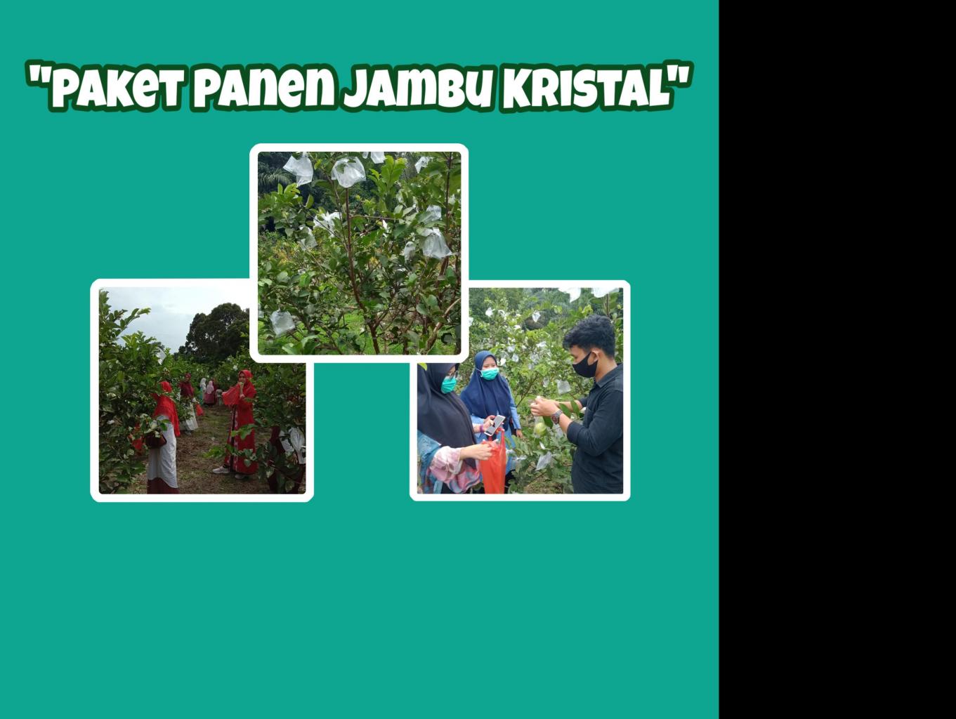 Agrowisata Kebun Jambu