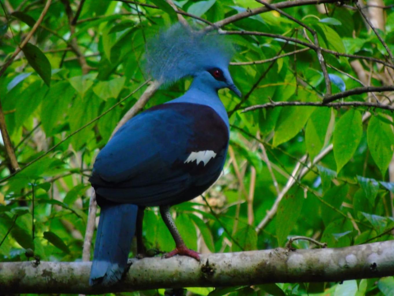 Mambruk/Western Crowned Pegeon. Jungle Trekking