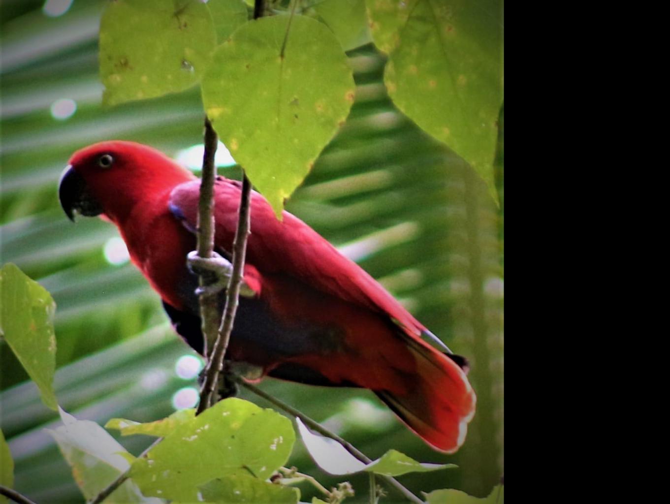Kakatua Merah/Eclectus Parrot