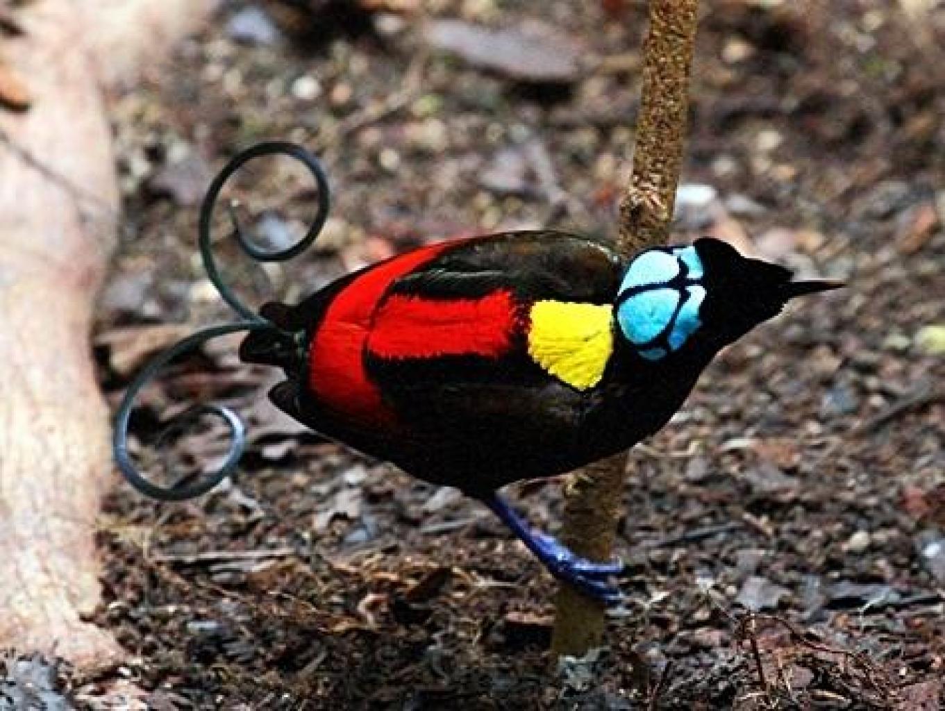 Cendrawasih Bela Rotang/Wilson Bird Of Paradise