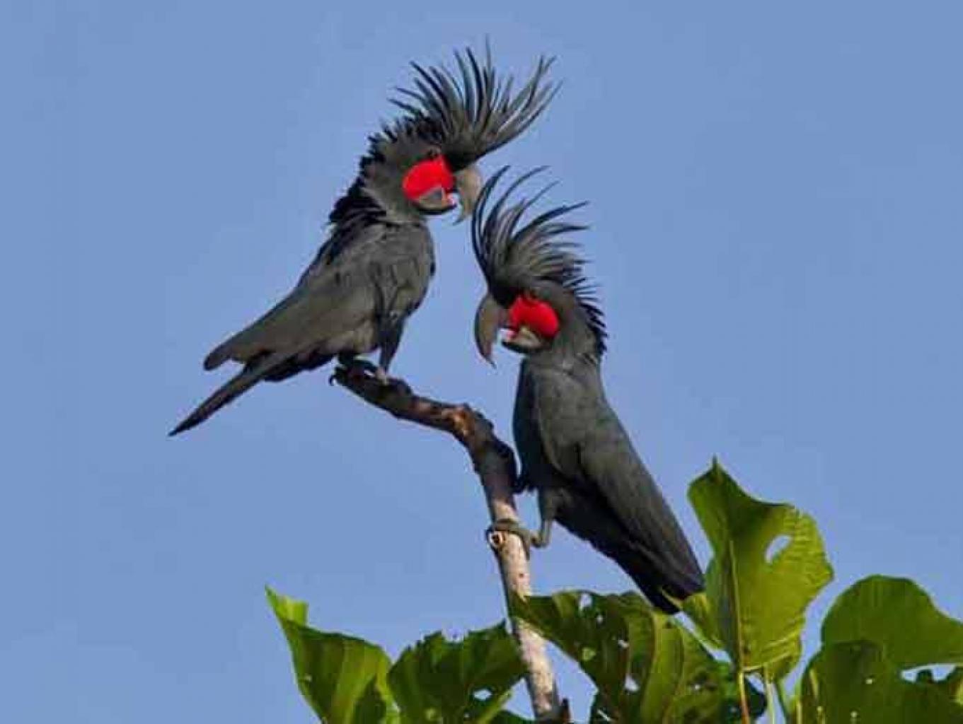 Kakatua Raja/Palm Cockatoo