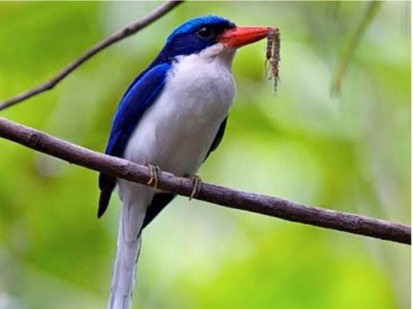 Raja Udang Ekor Panjang/Common Paradise King Fisher
